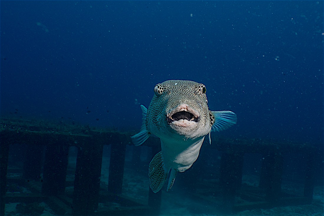 Artificial Dive Sites around Koh Tao