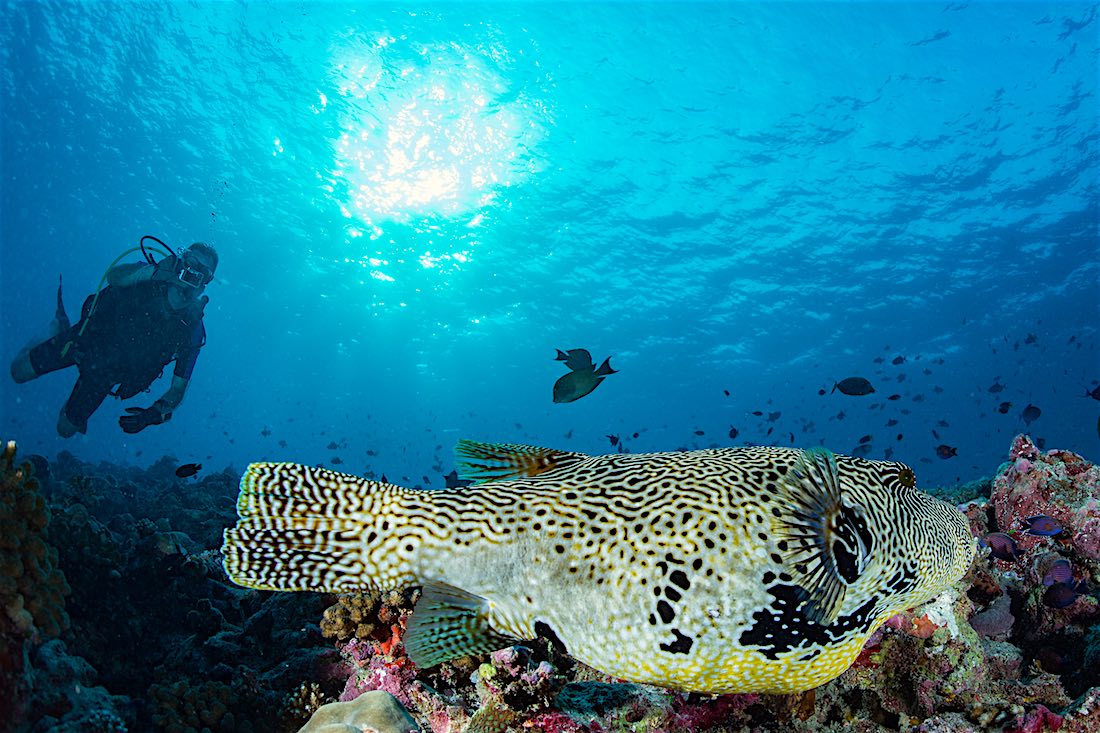 AWARE Fish Identification Specialty course Koh Tao