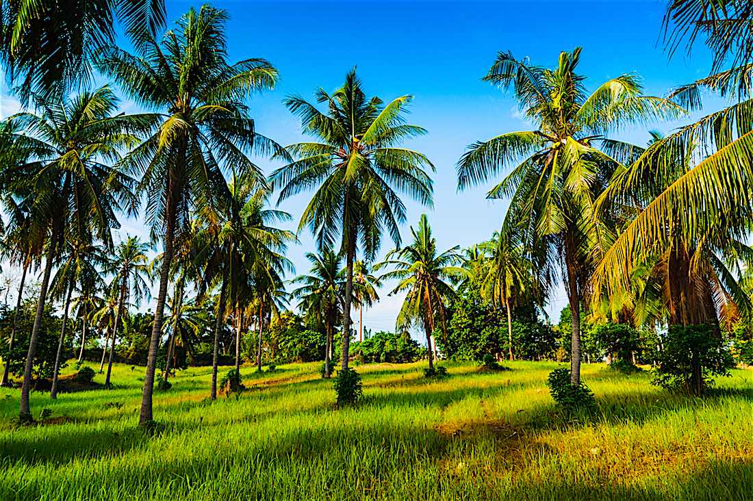 Conservation Initiatives Koh Tao