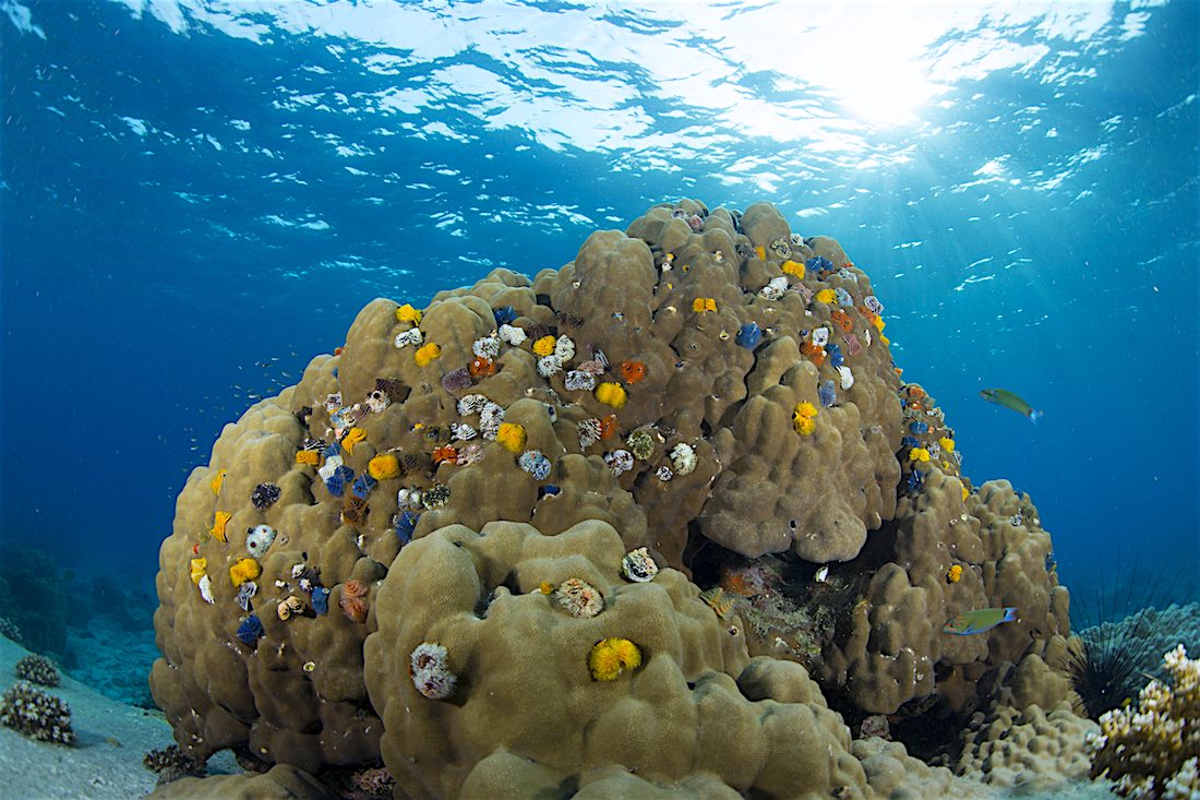 Coral Reef Conservation Diver Koh Tao