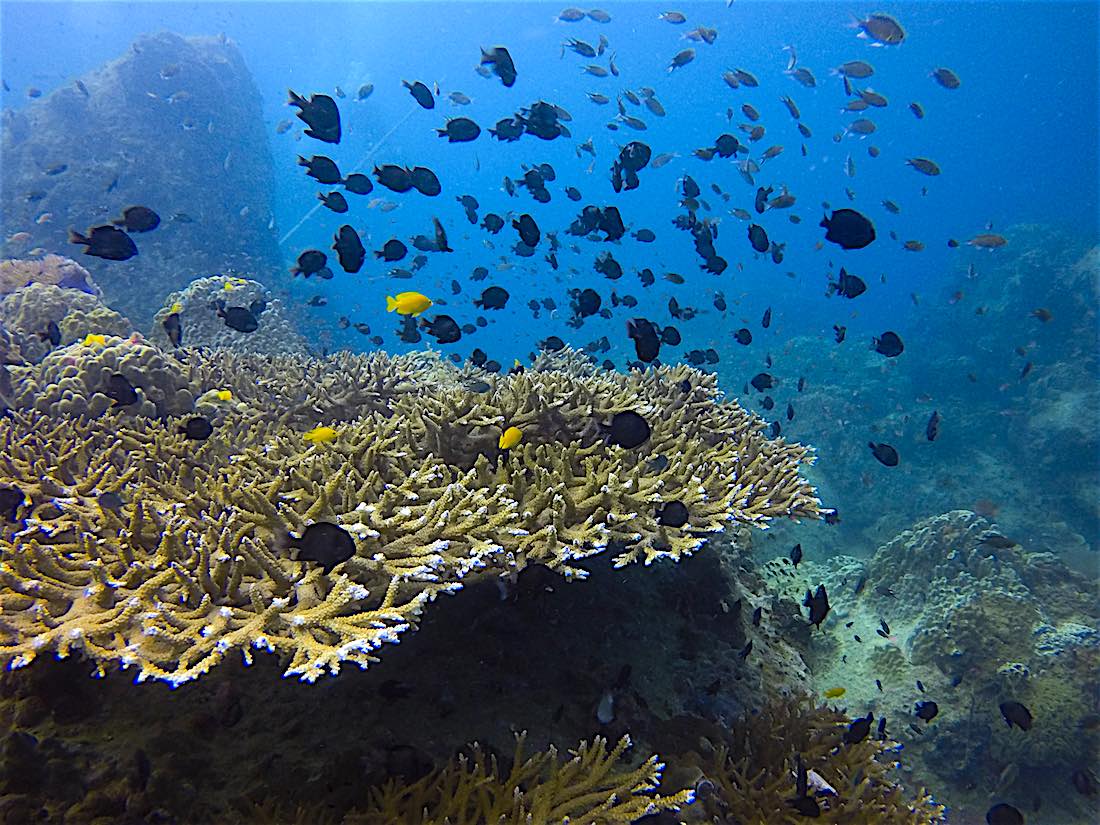 Coral Watch Health Chart Course Koh Tao