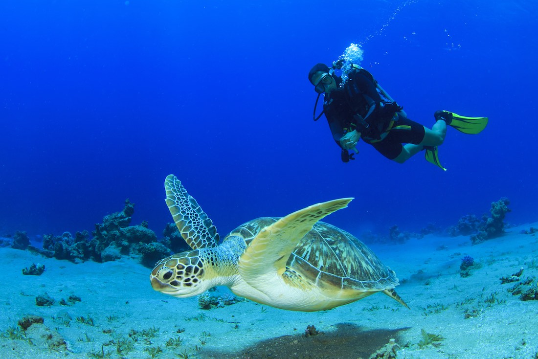 Green Sea Turtle Koh Tao