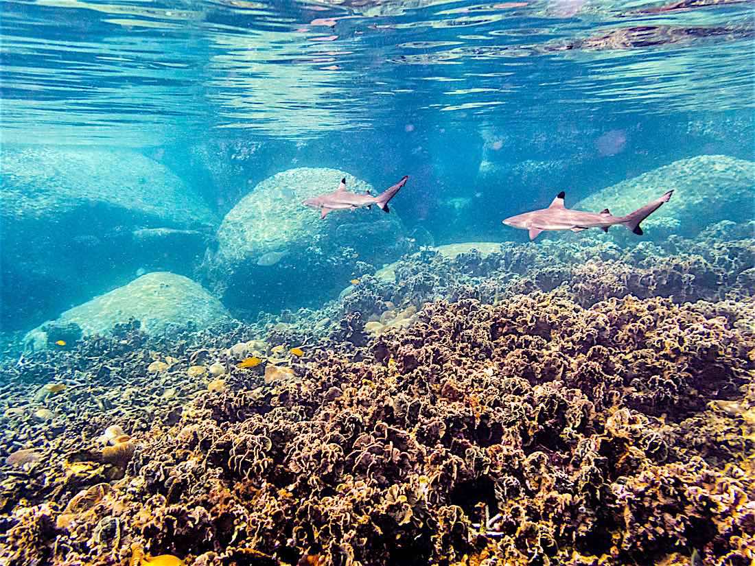 Marine Resource Management Koh Tao Thailand