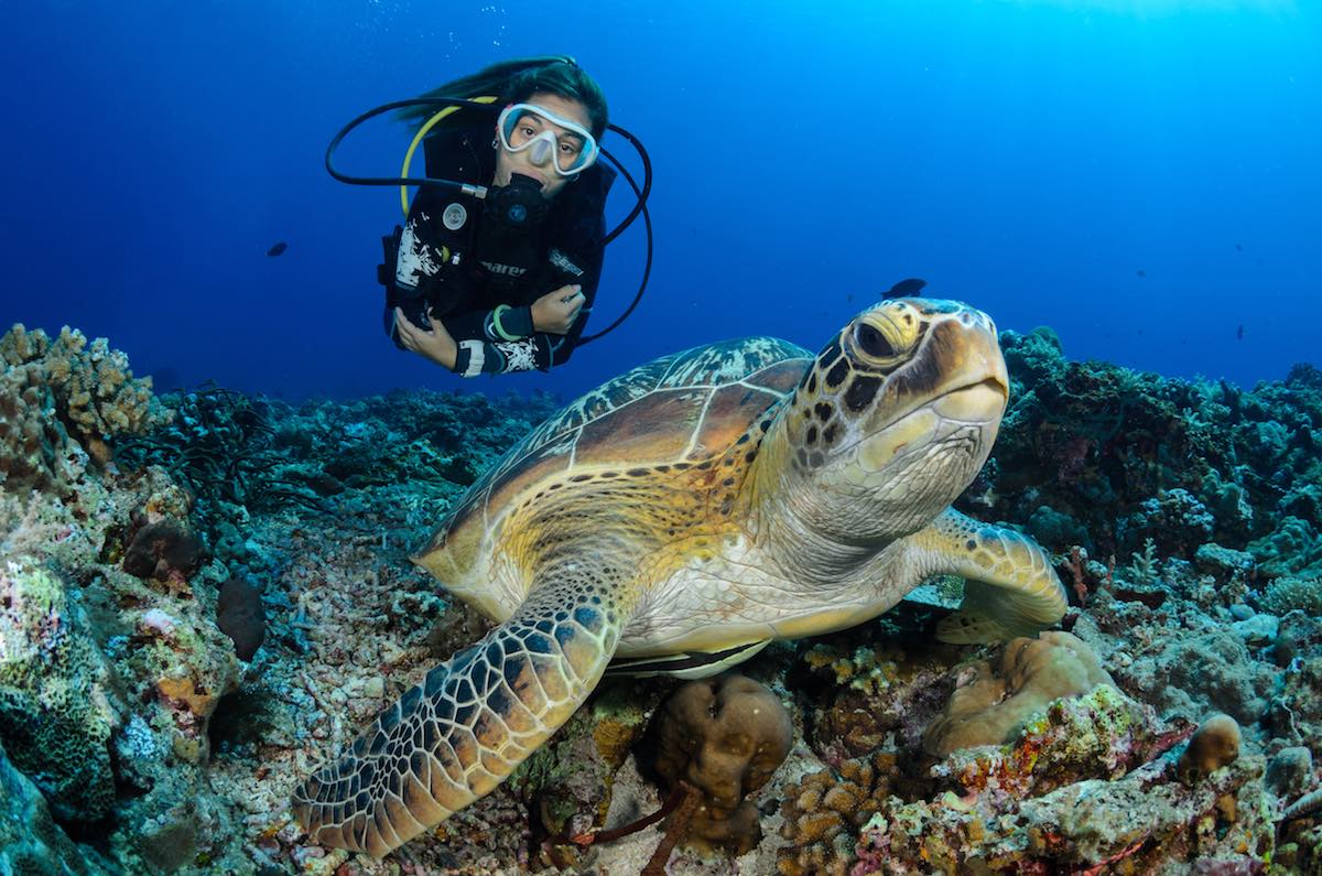 Go Diving and Swimming With Green Sea Turtles