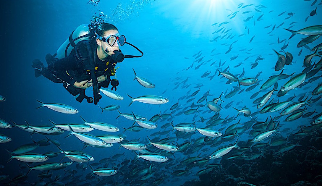 PADI Diving Courses in Koh Tao, Thailand