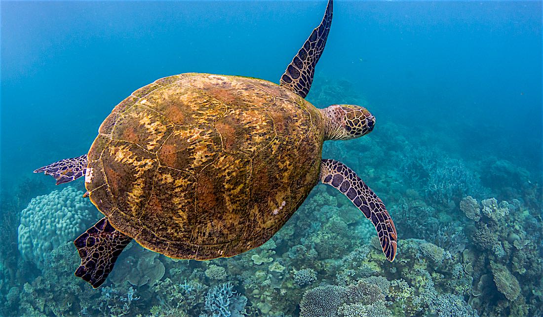 Sea Turtle & Marine Life Koh Tao