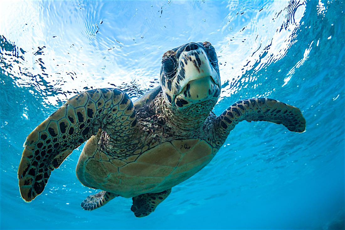 Sea Turtle Awareness Course Koh Tao