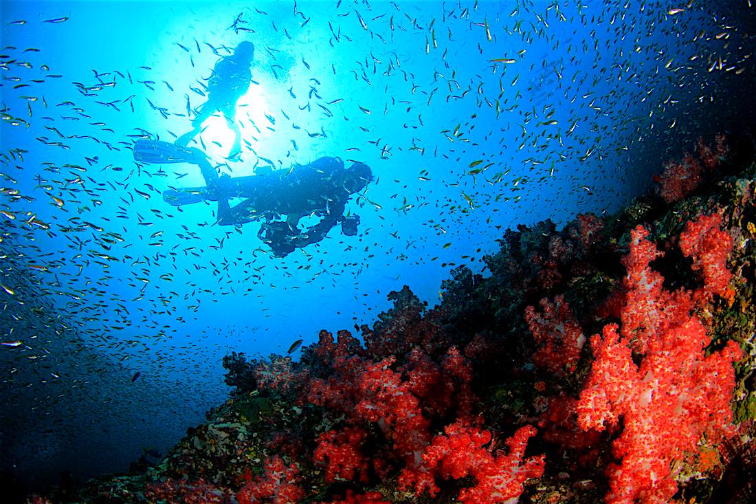 Specialty Courses Koh Tao Underwater photography on coral reef