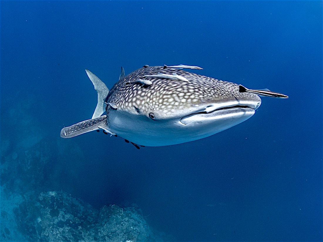 Whale Shark Koh Tao - Rhincodon typus specialty course koh tao