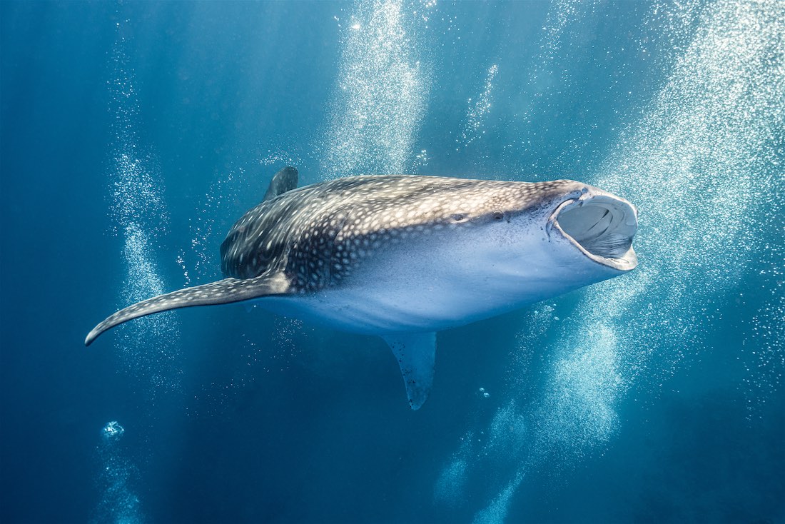 Whaleshark Fun Diving Koh Tao