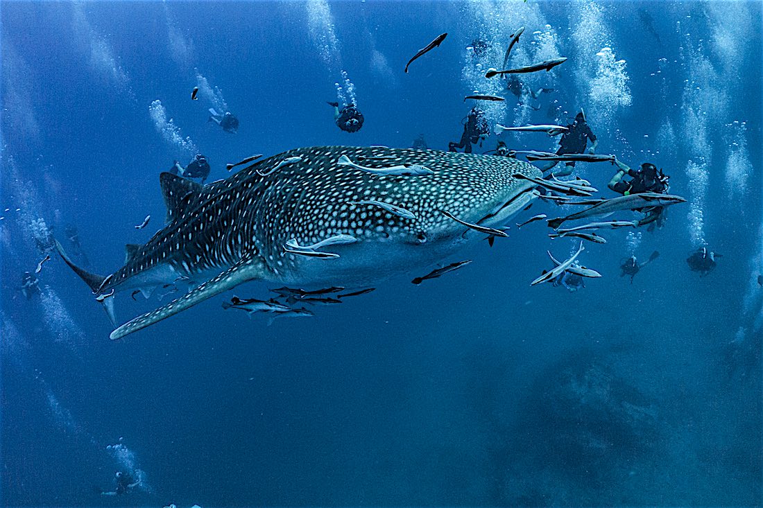 Whaleshark Koh Tao - PADI Open Water Course