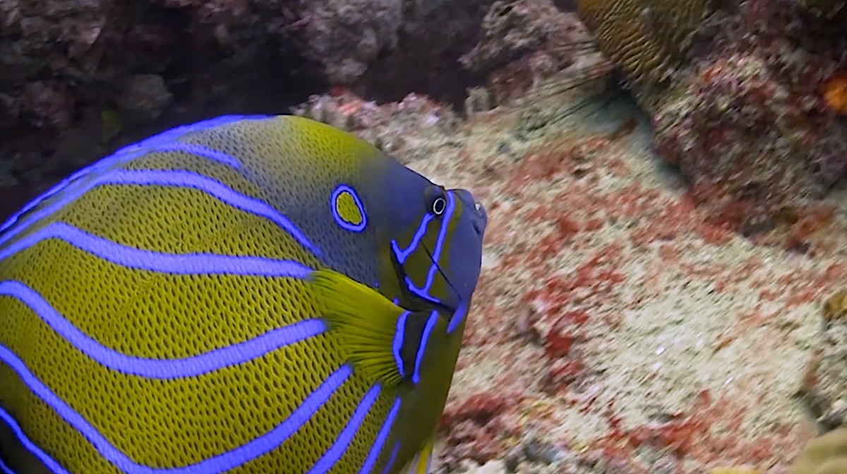 Dive Sites Koh Tao - Banded Angelfish