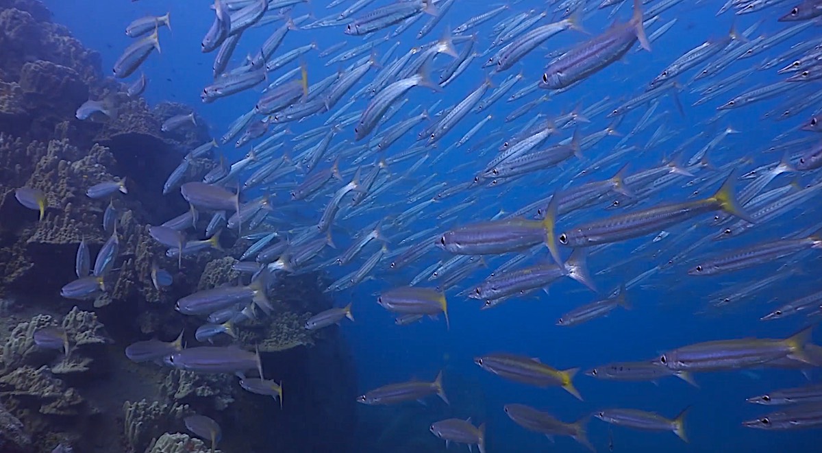 Dive Sites Koh Tao - Barracuda