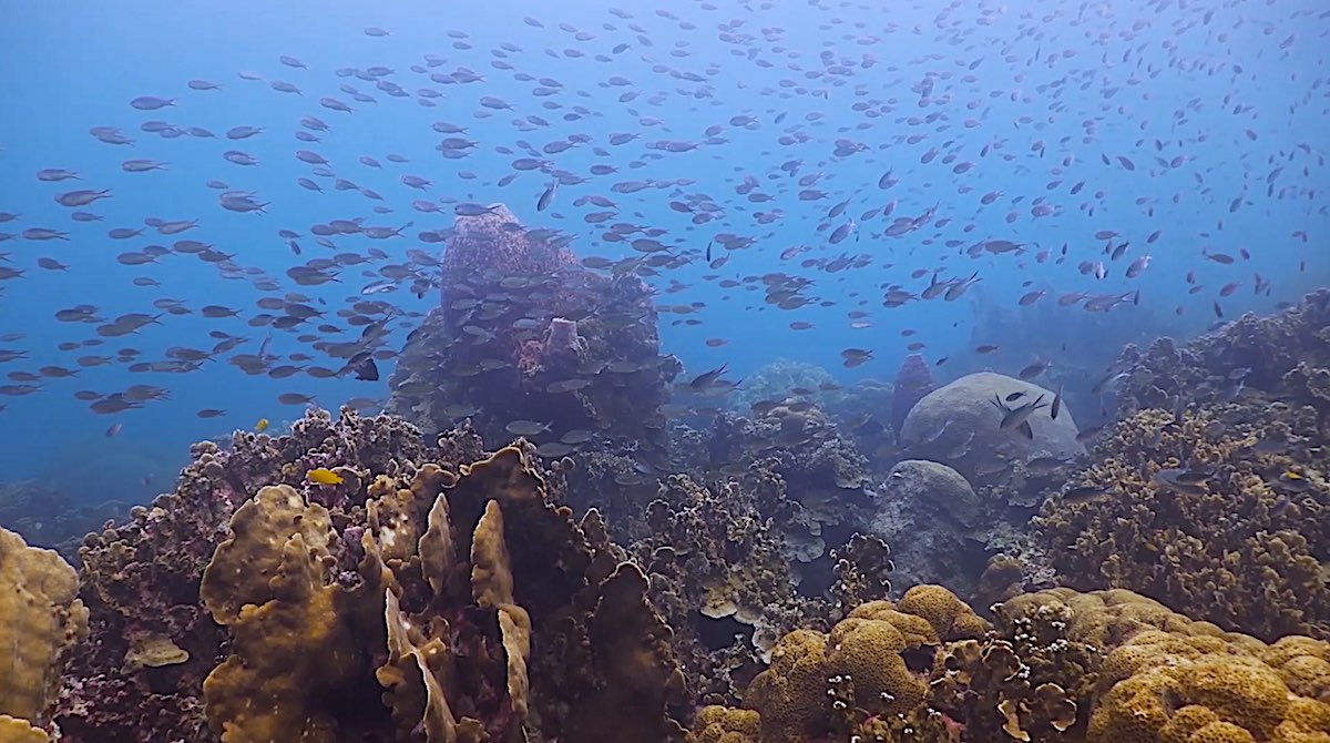 Great Dive Sites for Beginners Koh Tao