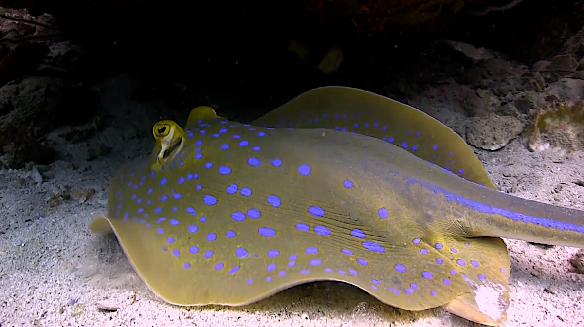 Dive Sites Koh Tao - Stingrays