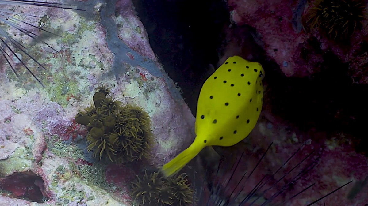 Dive Sites Koh Tao - Yellow Boxfish