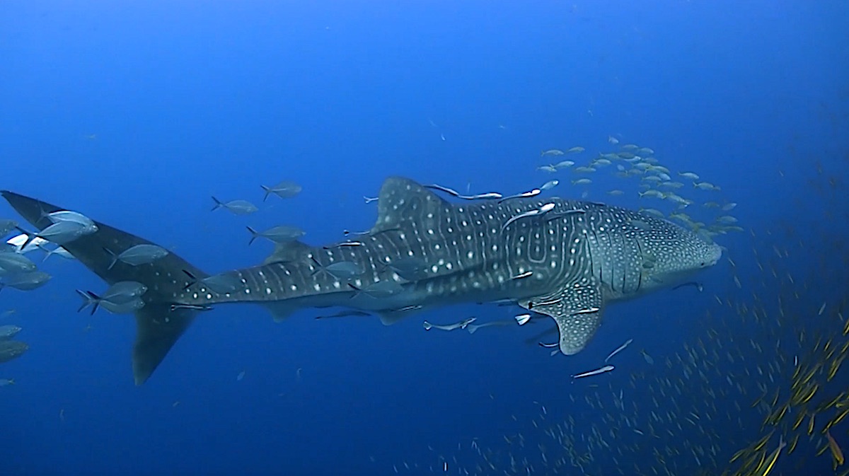 Dive Sites Koh Tao - Whaleshark