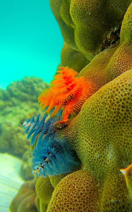 Marine Conservation Courses Koh Tao