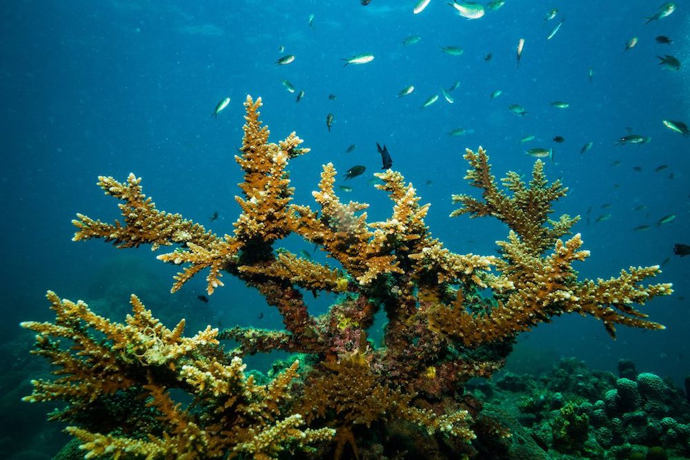 CoralWatch Coral Health Koh Tao