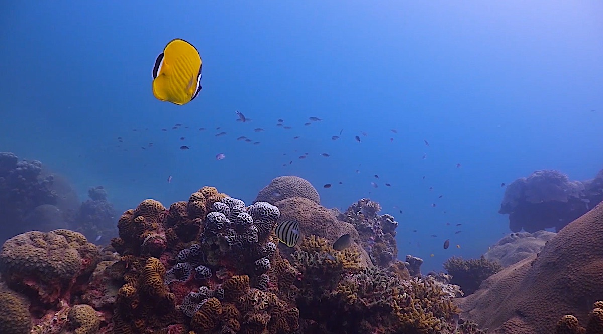 Dive Sites Koh Tao - Coral Formations