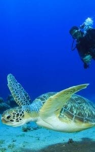 Sea Turtle and Scuba Diver Koh Tao