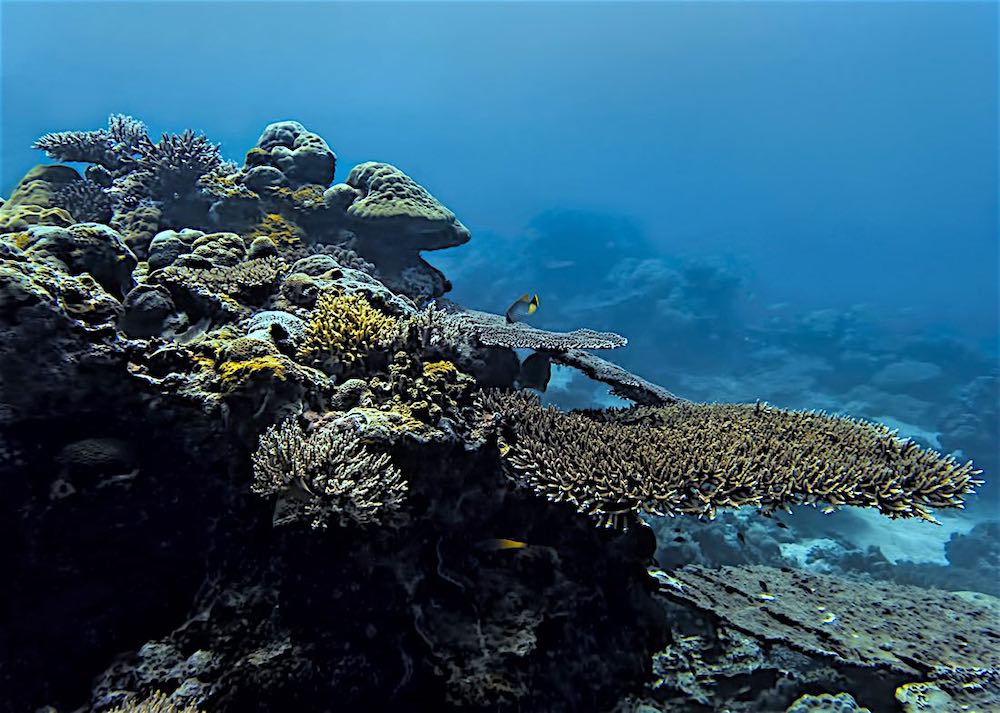 CoralWatch - Citizen Science Project Koh Tao