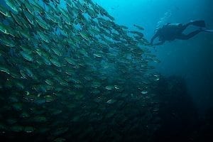 Deep Diving Specialty Course Koh Tao