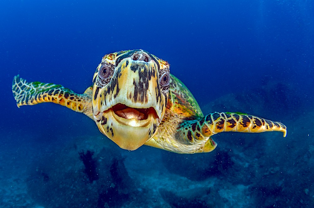 Hawksbill Sea Turtle Koh Tao - Eretmochelys Imbricata