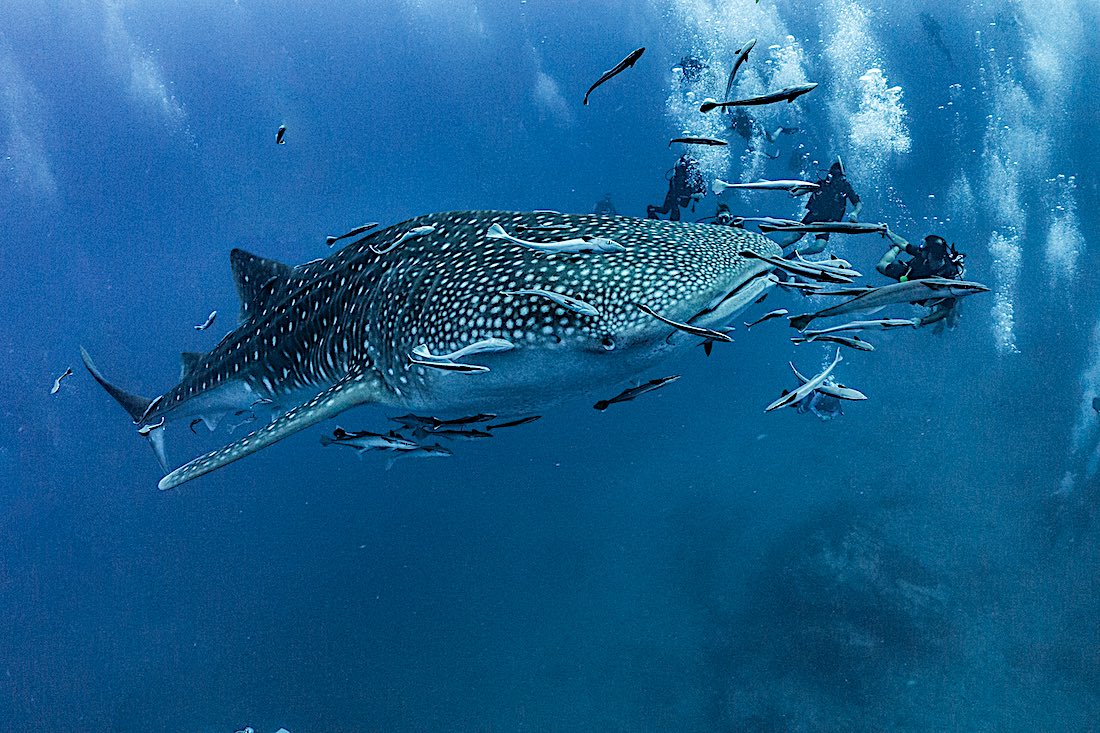 Whaleshark - PADI Open Water Course Koh Tao