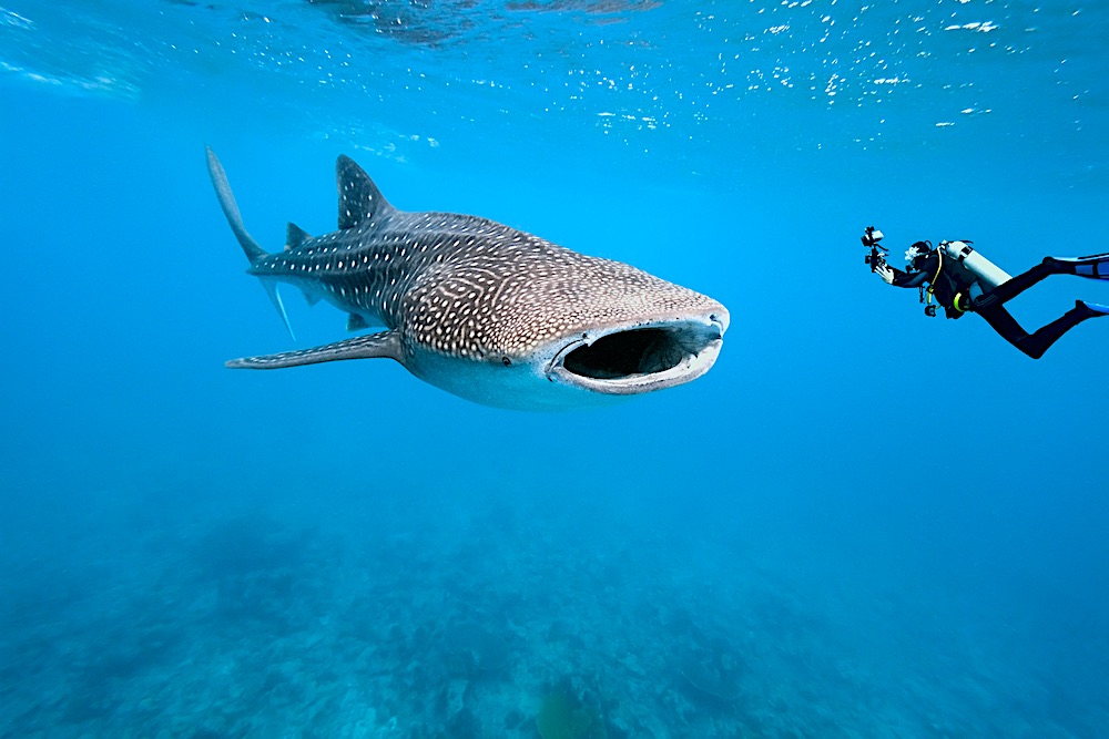 Whaleshark Sightings Koh Tao