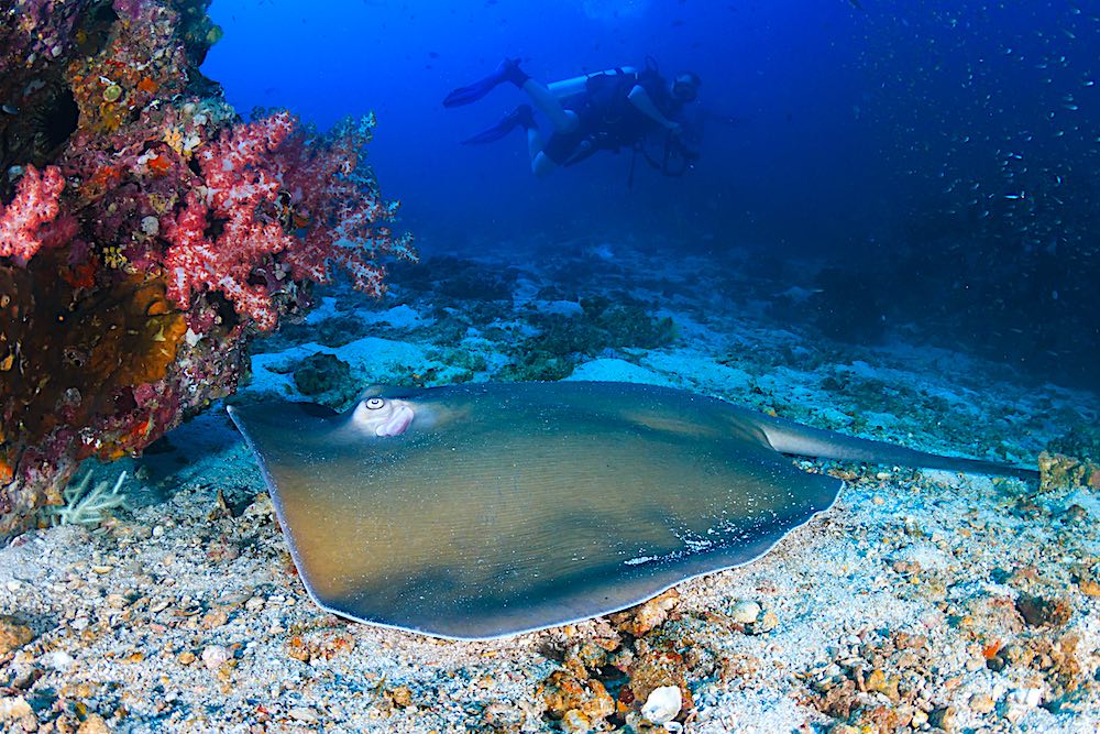 Jenkins Whip Ray Koh Tao