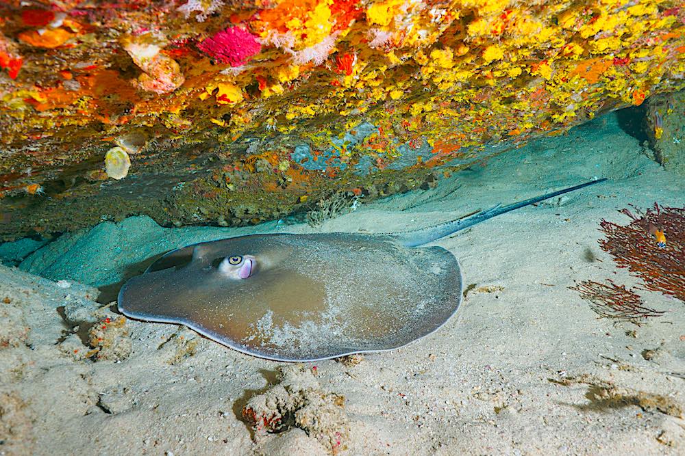 Jenkins Whip Ray Koh Tao