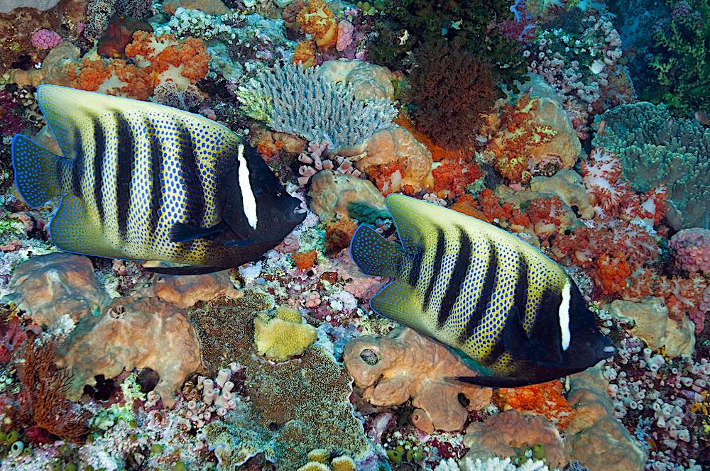 Six Banded Angelfish Koh Tao