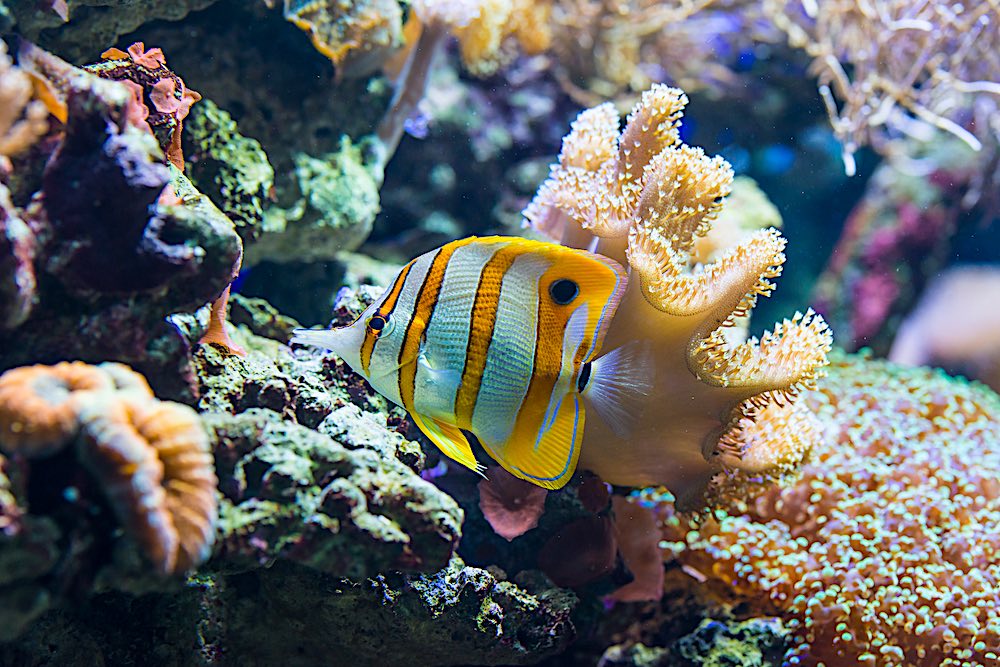 Copperband Butterflyfish Koh Tao