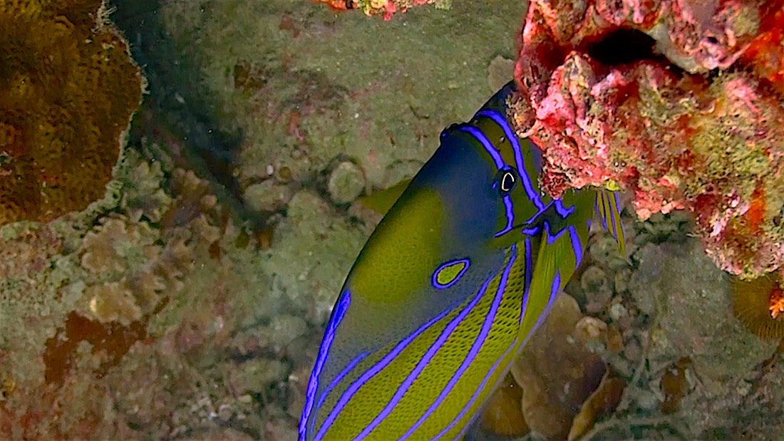 Laem Thian Dive Site Koh Tao - Blue Ringed Angelfish