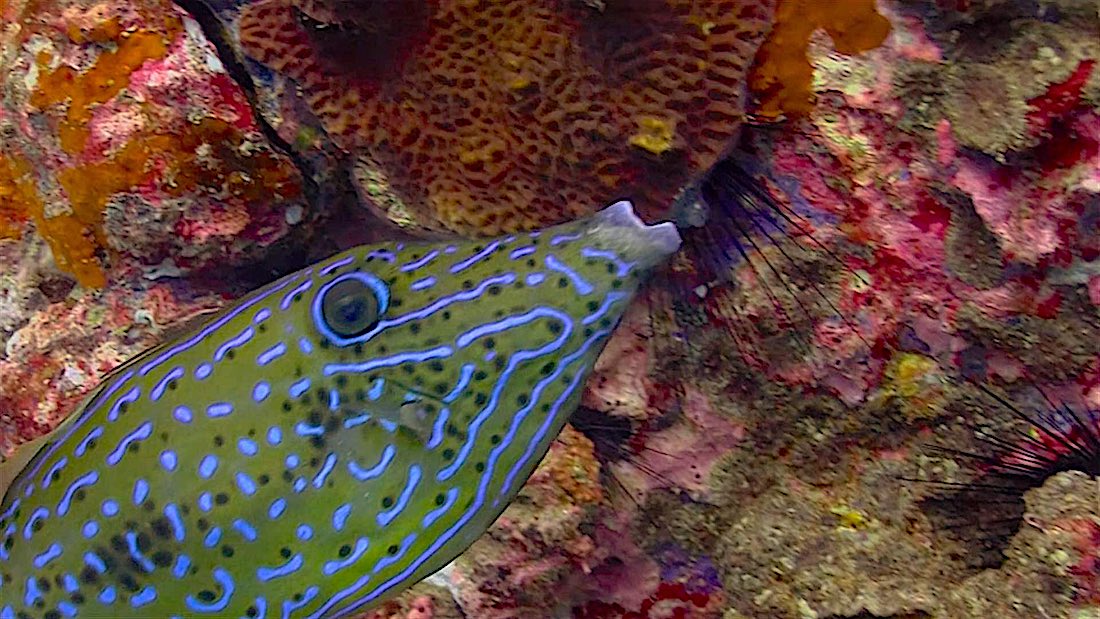 Laem Thian Dive Site Koh Tao - Scribbled Filefish