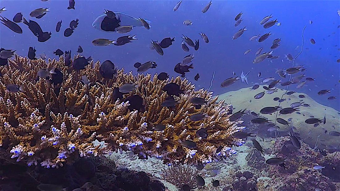 Laem Thian Dive Site Koh Tao