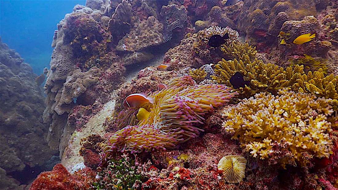 Lighthouse Bay Dive Site Koh Tao