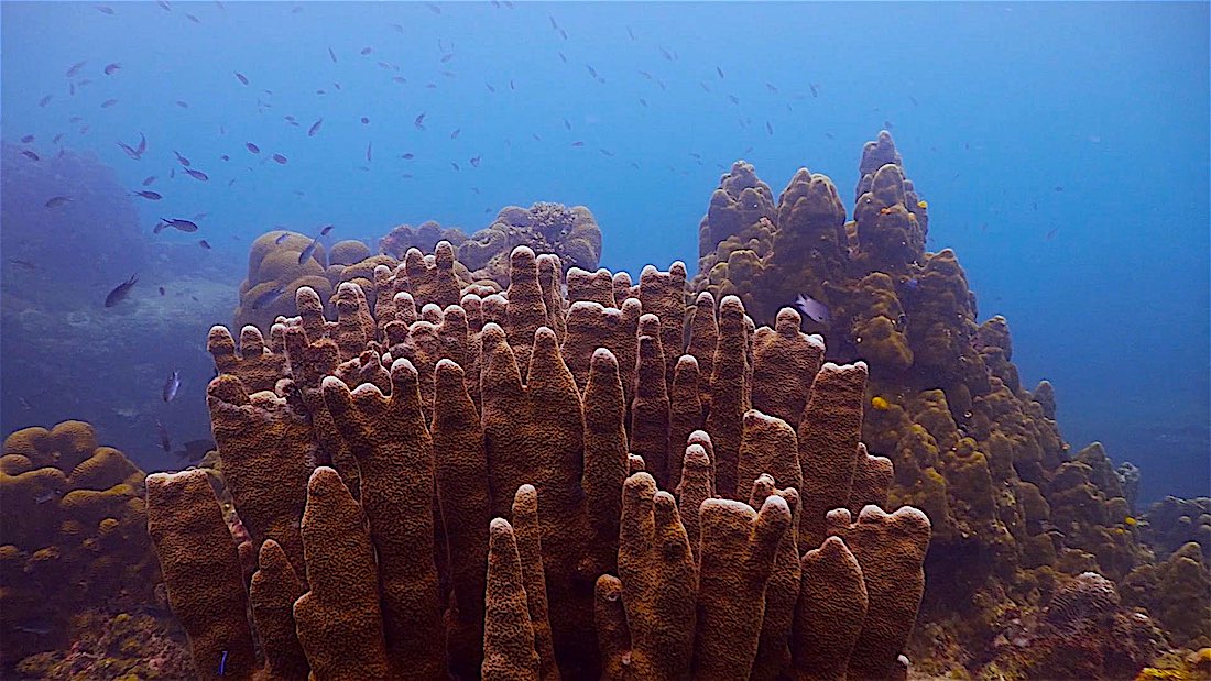 Lighthouse Bay Dive Site Koh Tao - Marine Life