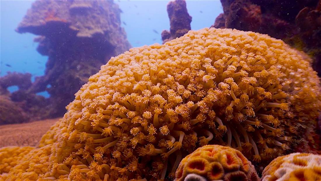 Lighthouse Bay Dive Site Koh Tao - Corals