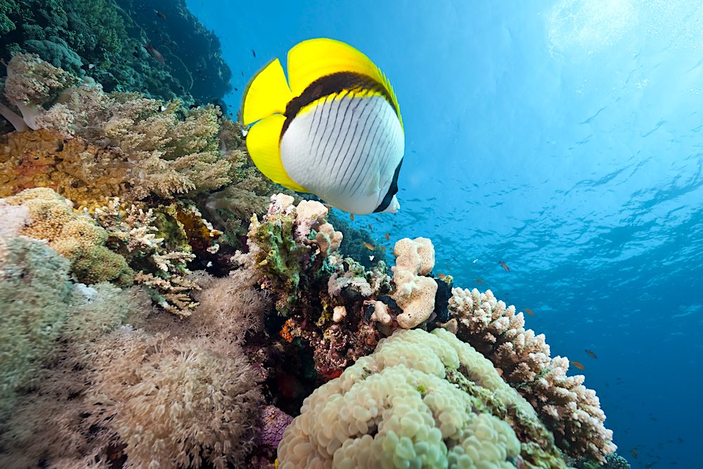 Lined Butterfly Fish Koh Tao