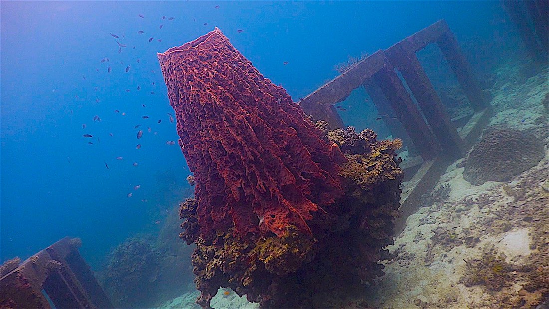 Mango Bay Dive Site