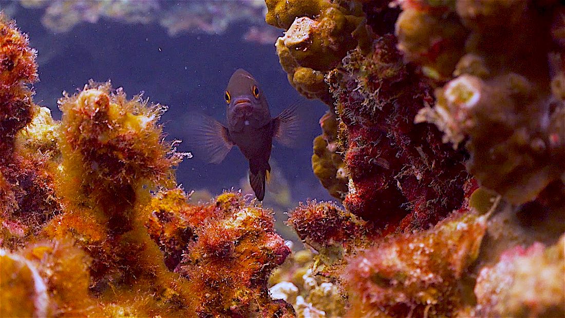 Mango Bay Dive Site for Beginners Koh Tao - Marine Life