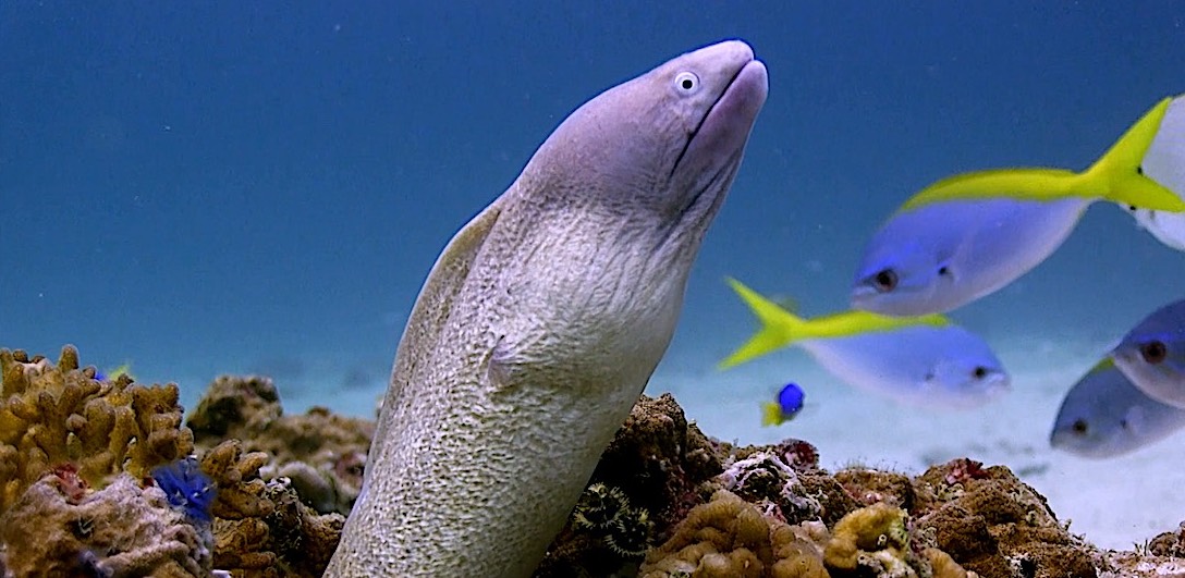 Mango Bay Dive Site for Beginners Koh Tao