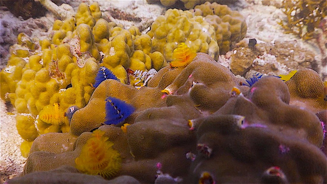 Pottery Pinnacle Dive Site Koh Tao