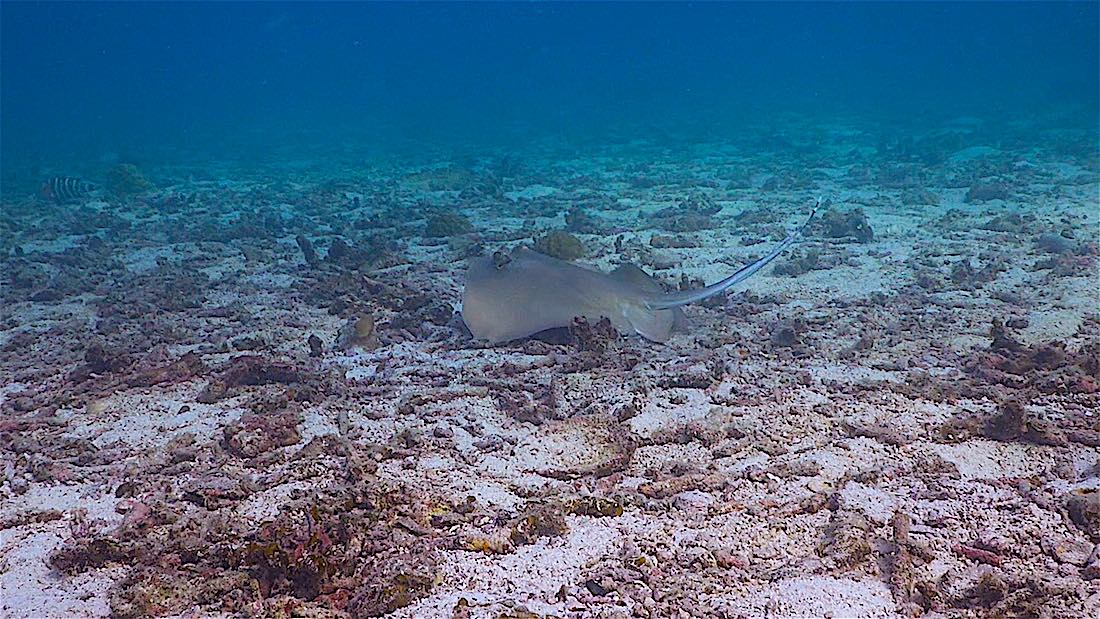 Pottery Pinnacle & Three Rocks Dive Site Koh Tao