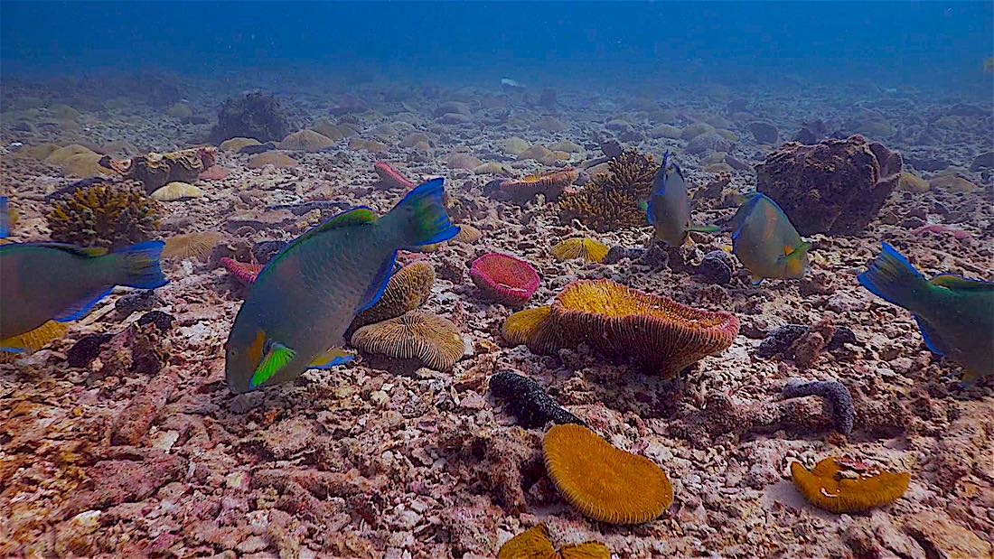 Pottery Pinnacle Dive Site Koh Tao - Marine Life