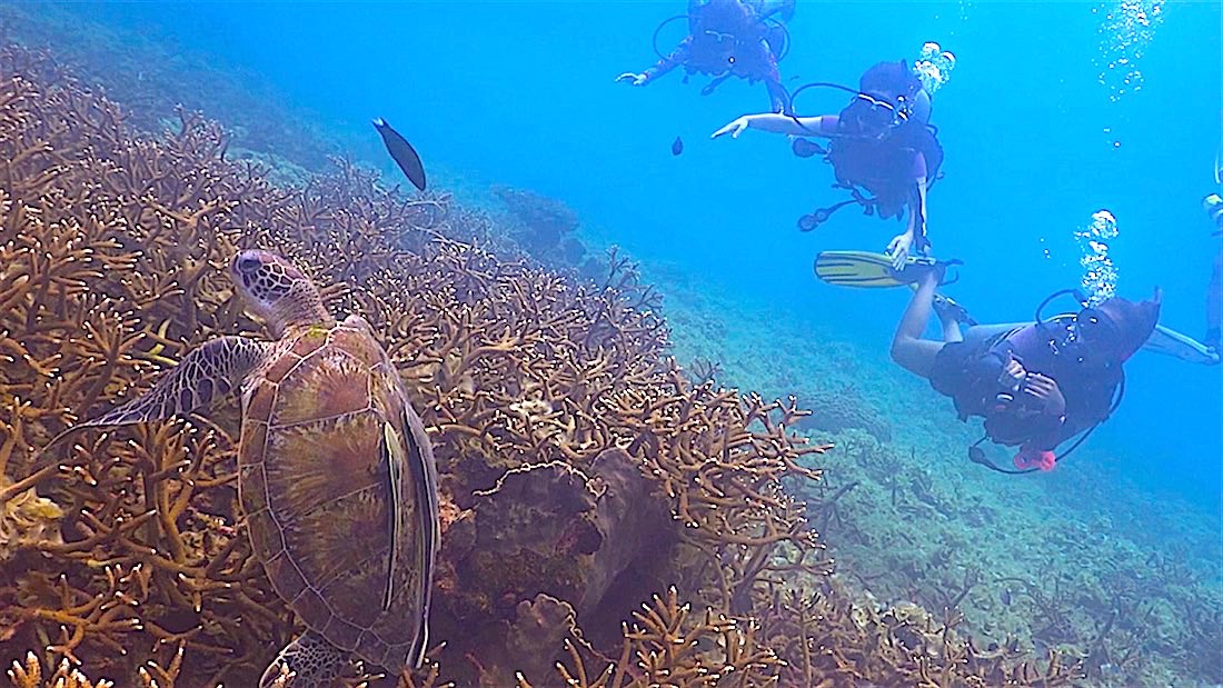 Tanote Bay Dive Site on Koh Tao