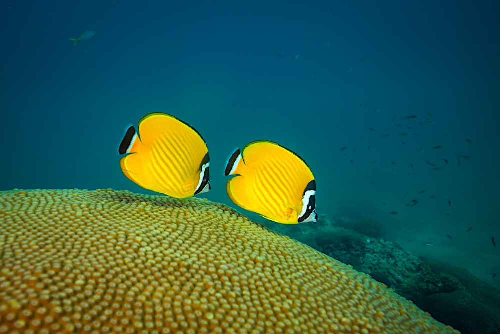 Weibels Butterfly Fish Koh Tao