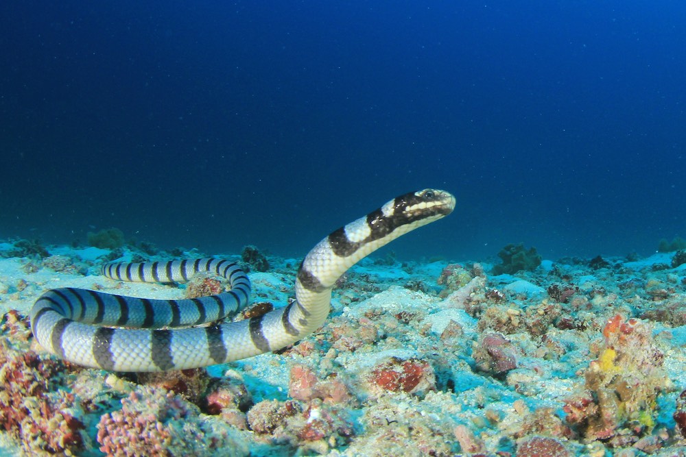 Banded Sea Krait Koh Tao Thailand